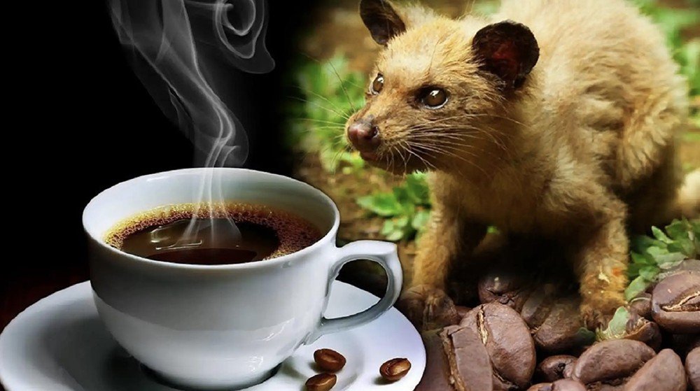 Hoi An: Vietnamese Coffee Culture and Coffee Making Class 10