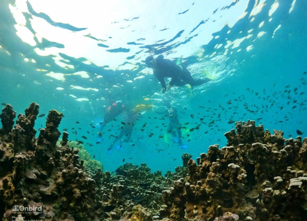 South Phu Quoc: Professional Speedboat Snorkeling Tour - Maximum 10 people 6